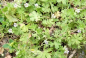 Dove's-foot Cranesbill