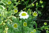 Feverfew