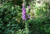 Foxglove