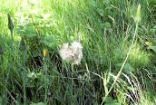 Goat's-beard