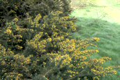 Gorse