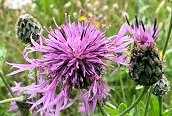 Greater Knapweed