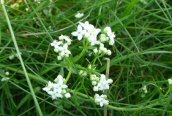 Heath Bedstraw