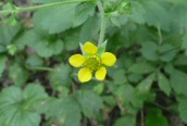 Herb Bennet