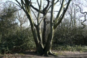 Hornbeam