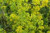 Lady's Bedstraw