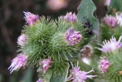 Lesser Burdock