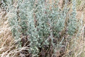 Mugwort