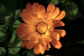 Pot Marigold