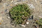 Procumbent Pearlwort 