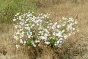 Scented Mayweed