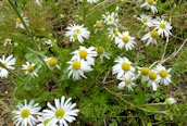 Scentless Mayweed