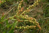 Sheep's Sorrel