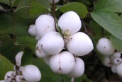 Snowberry