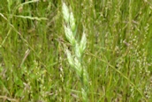 Soft Brome