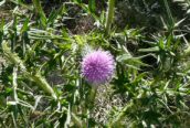 Spear Thistle