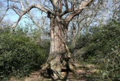 Sweet Chestnut