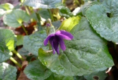 Sweet Violet