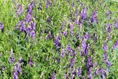 Tufted Vetch