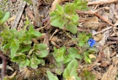 Wall Speedwell