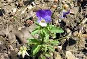 Wild Pansy