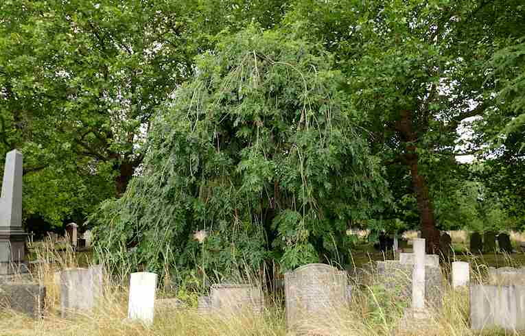 Weeping Ash