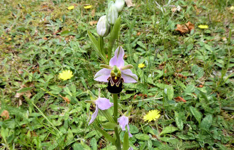 Bee Orchid