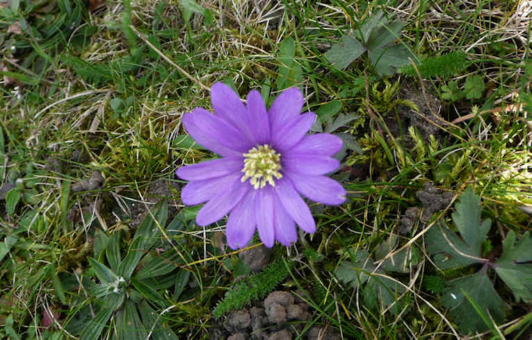 Blue Anemone#