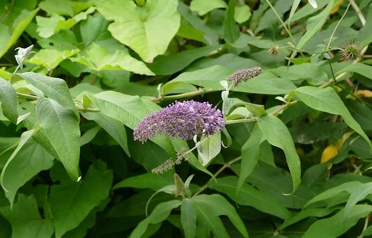 Buddleja