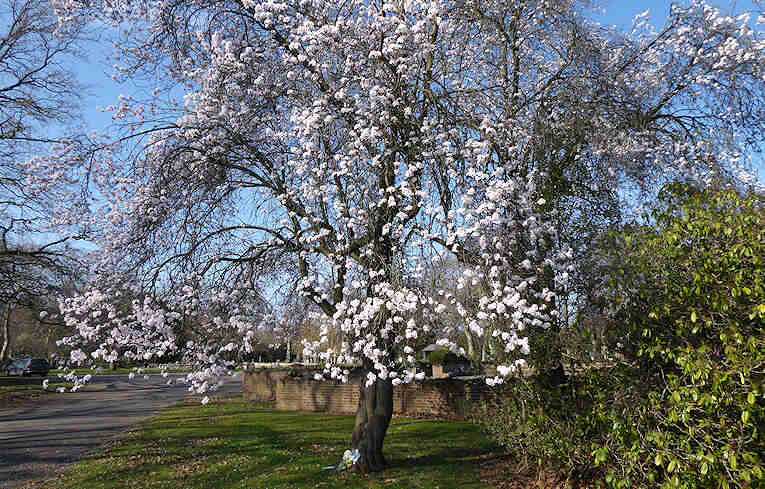 Cherry Plum