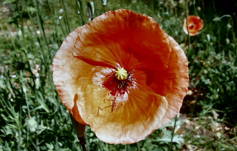 Common Poppy