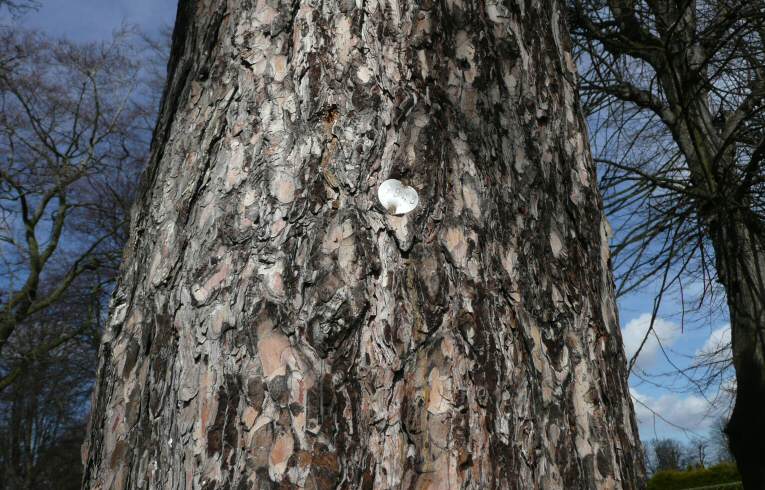 Corsican Pine