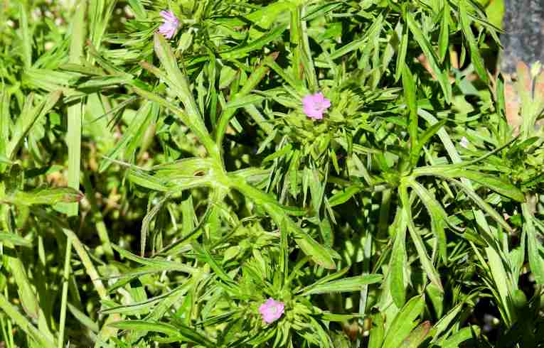 Cut-leaved Cranesbill