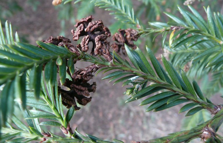 Douglas Fir cone