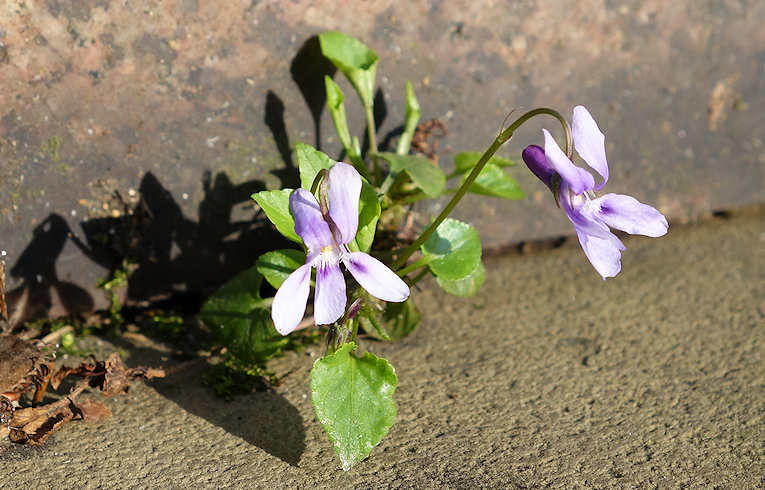 Early Dog Violet