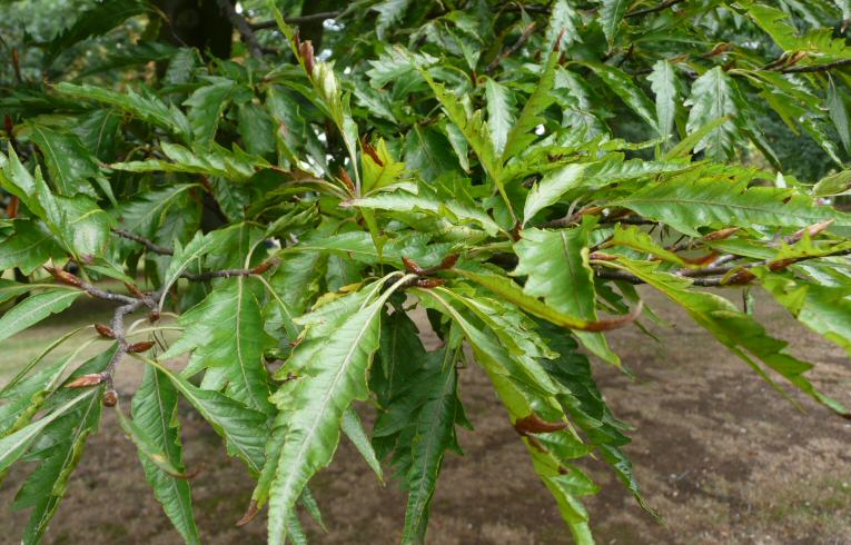 Fern-leaved Beech