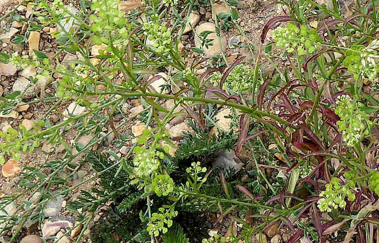 Garden Cress