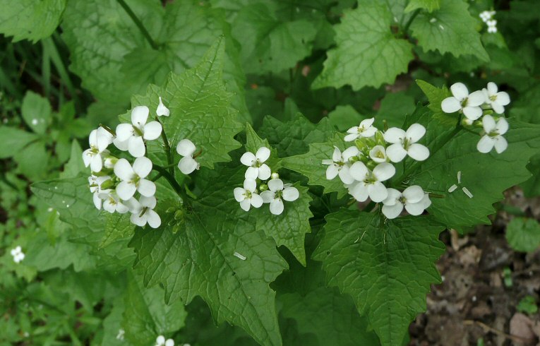 Garlic Mustard