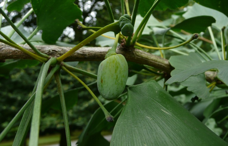 Gingko biloba