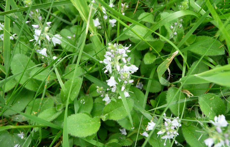 Heath Speedwell