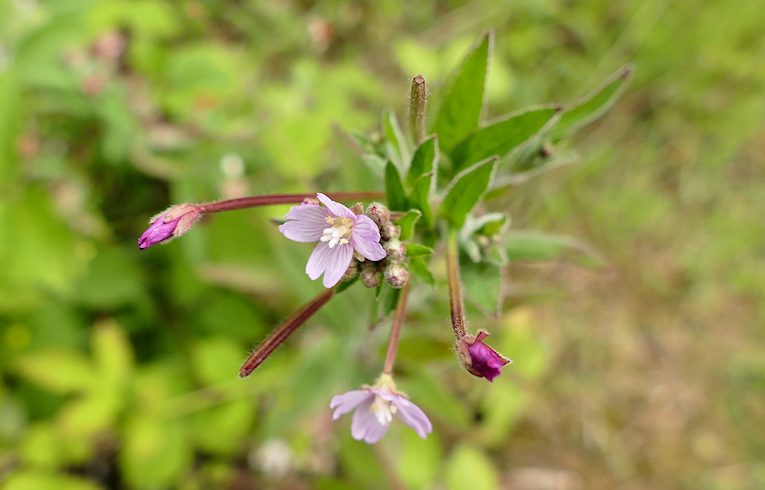 Hoary Willowherb