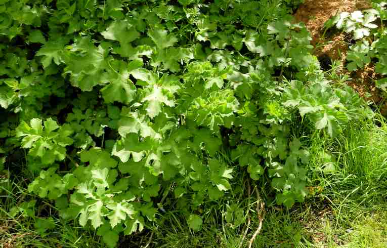 Hogweed