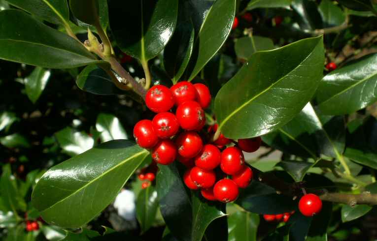 Ilex aquifolium