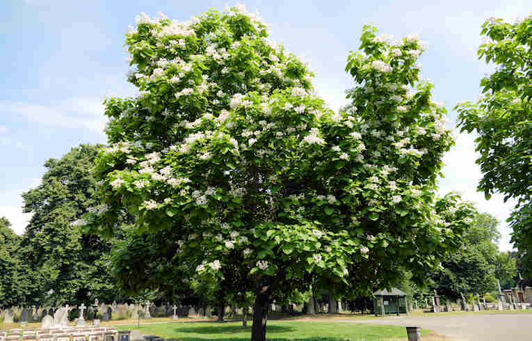 Indian Bean Tree