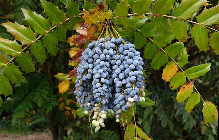 Leatherleaf Mahonia