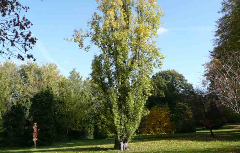 Populus nigra "italica"