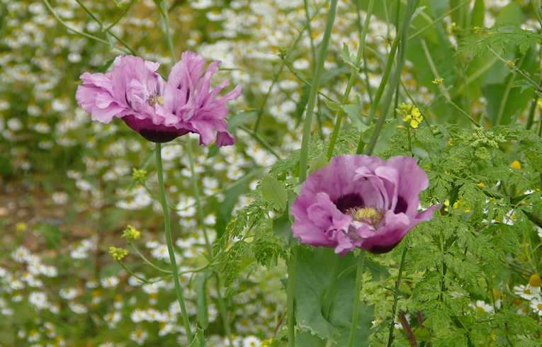 Opium Poppy