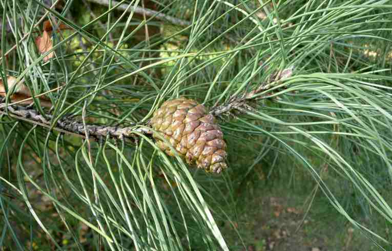 Pinus ponderosa