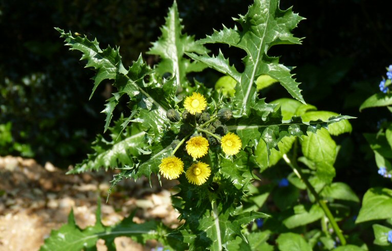 Prickly Sow-thistle