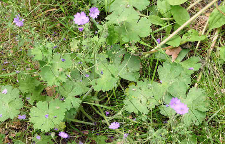 Small-flowered Cranesbill